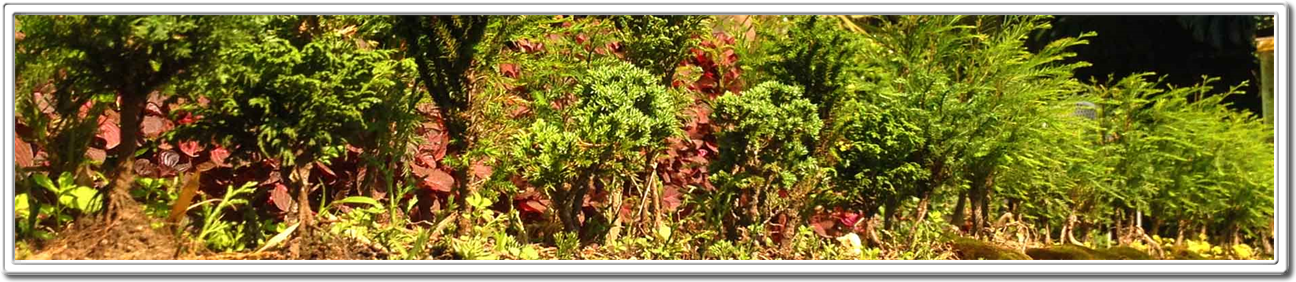 Miniature Bonsai Forest